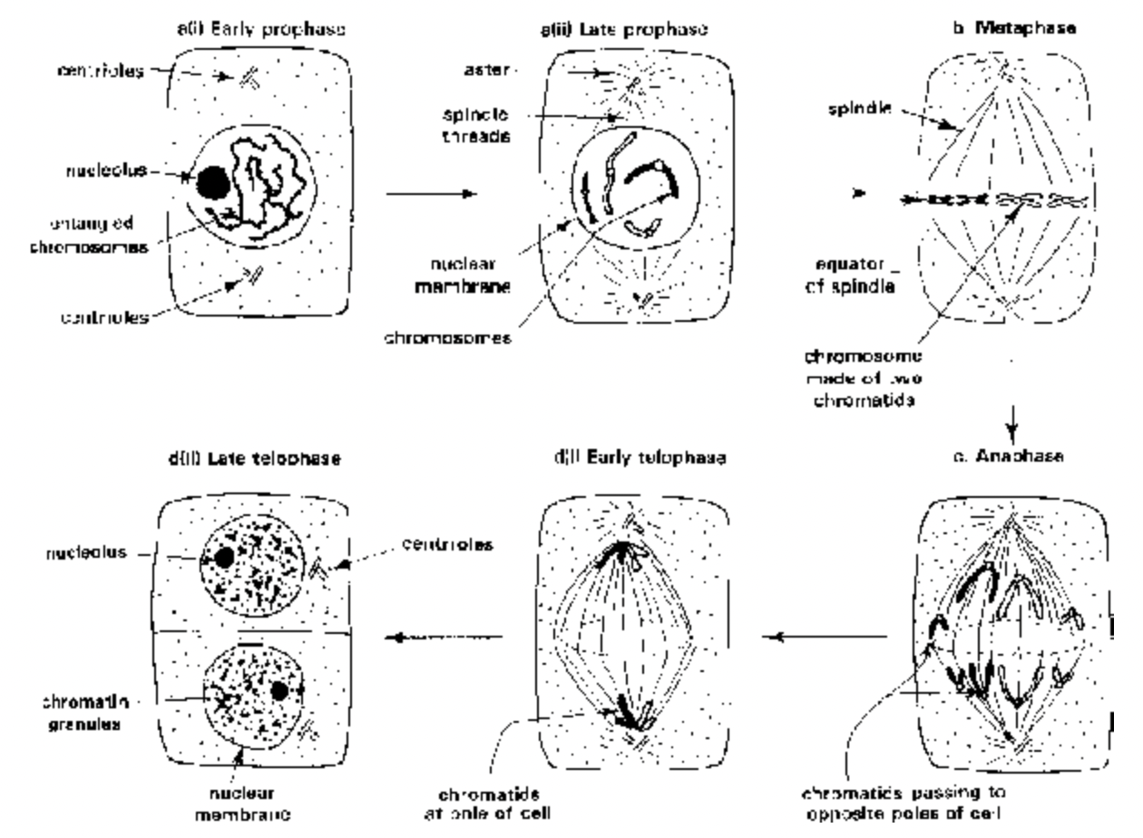 M- Phase of cell cycle